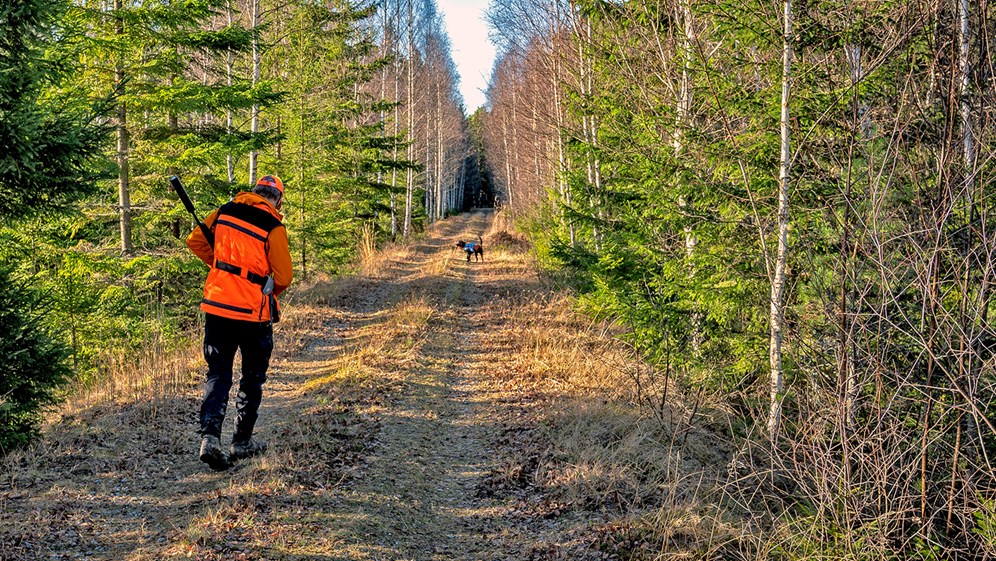 En jägare i skogen i förgrunden, en jakthund på en väg syns i fjärran