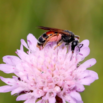 Storkägelbi på rosa blomma