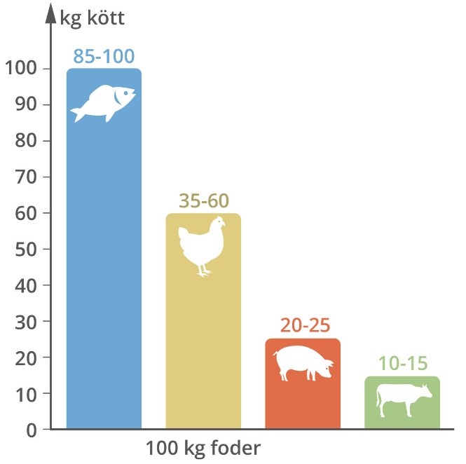 Diagram som visar hur mycket kött 100 kg foder ger för olika animalier.