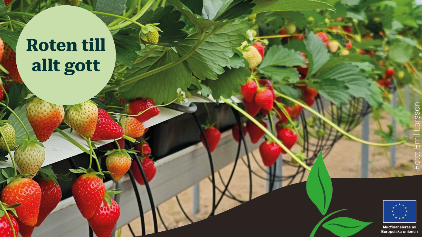 Jordgubbar som odlas ovan jord.