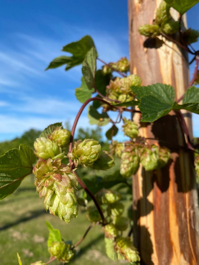 Humle Böle foto-erik-de-vahl