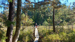 Spångar genom natur med vandrande människor i bakgrunden.