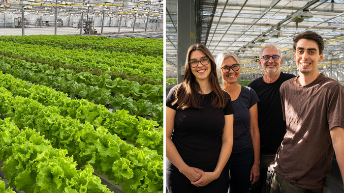 Sallad i växthus. Familj i växthus.