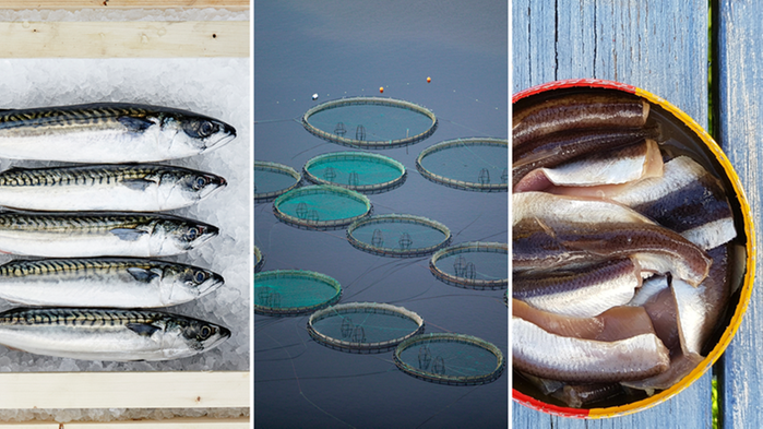 Fiskar på is. Kassodling. Surströmming.