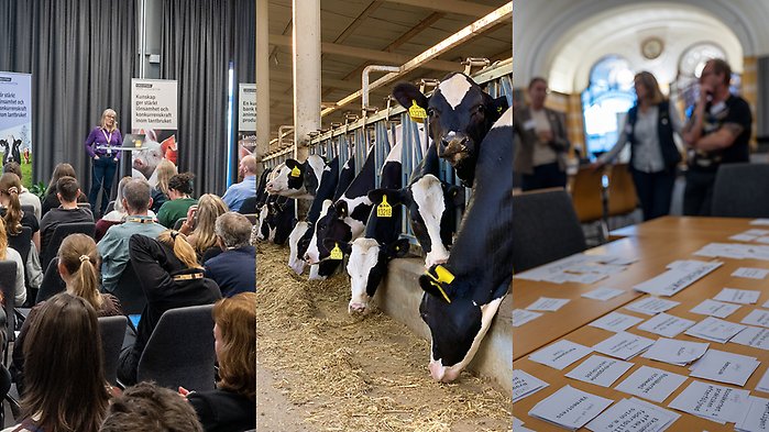 Collage med tre bilder: föreläsning, kor och workshop.