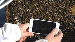 Projektet BeeScanning 