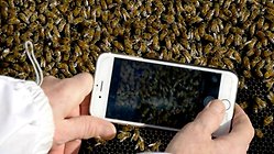 Beescanning med mobil