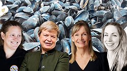 Bildmontage: Liv Mared, Åsa Domeij, Ingrid Undeland och Veronica Andrén. Bakgrund - en musselbank.