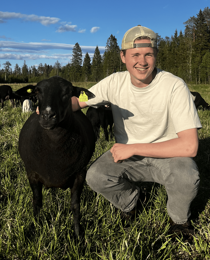 Harry Johansson med sitt svarta får
