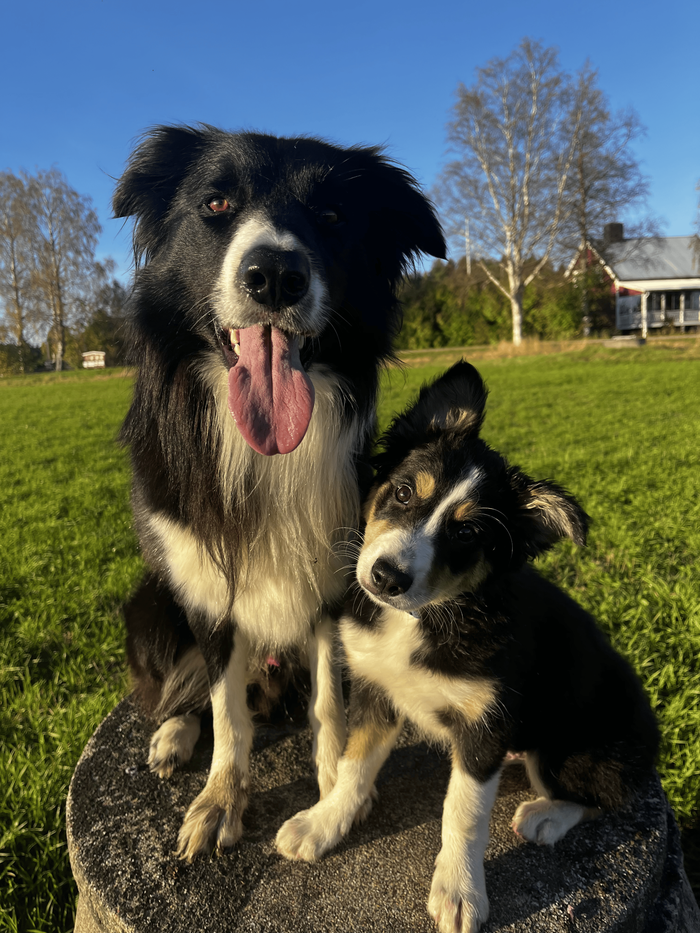 Harry Johanssons vallhund med valp