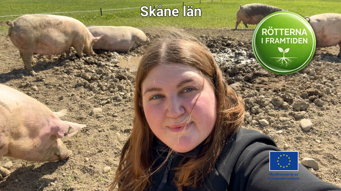 Tova Nilsson med sin grisar i solen