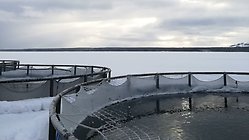 Vinterbild. Vy över sjö med fiskodling.