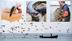 Montage med bilder: ålfiske, ål och fiskare.