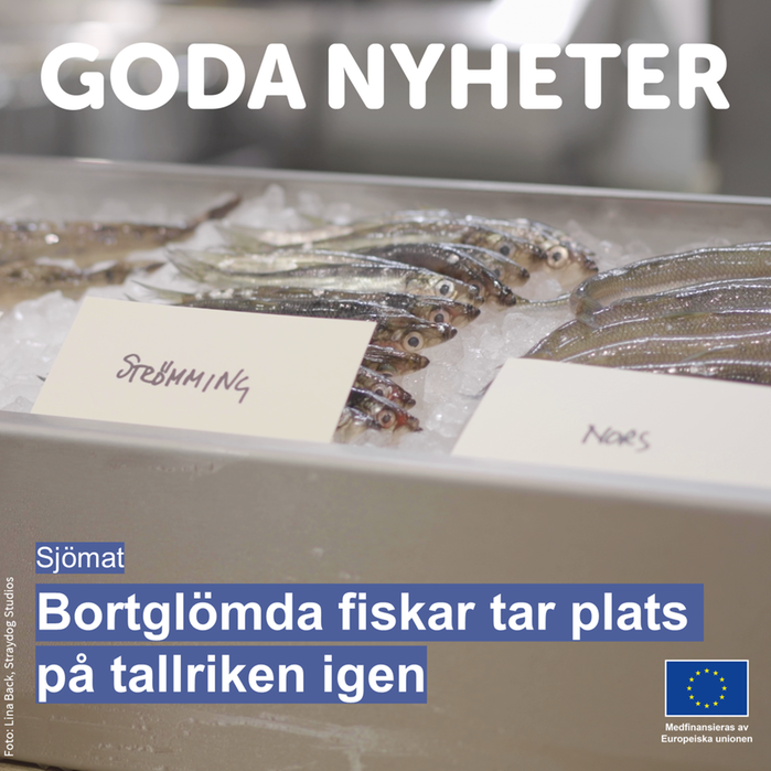Fiskdisk. Text: Goda nyheter: Bortglömda fiskar tar plats på tallriken igen.