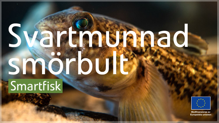 Smartfisk: Svartmunnad smörbult