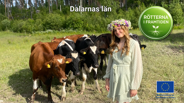 Hilda Bengtsson har midsommarkrans och klänning där hon står i hagen med sina kor