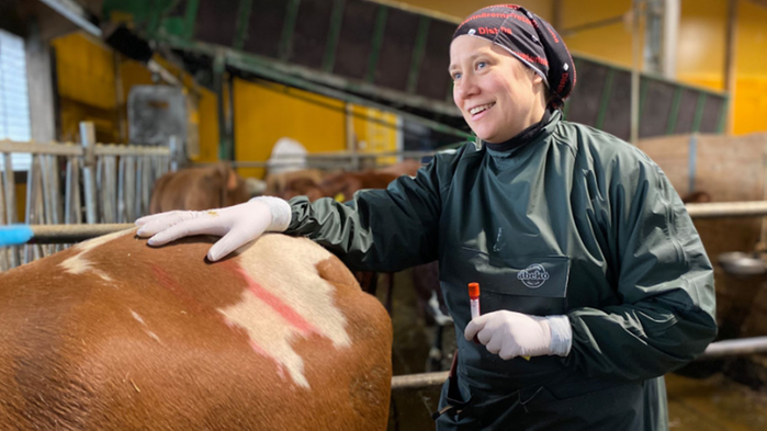 Hanna Lomander står i full veterinärmundering bredvid en rödbrun ko