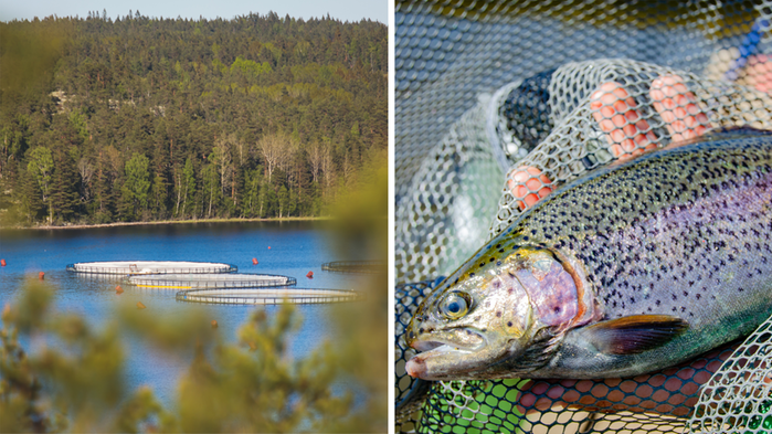 Fiskodling i sjö. Närbild på regnbåge.