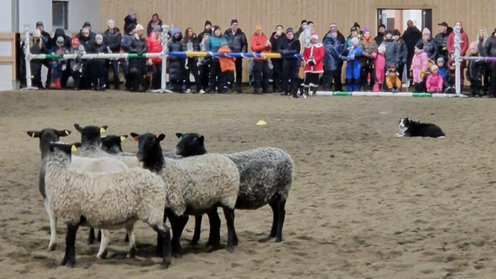 Får vallas av hund i ridhus