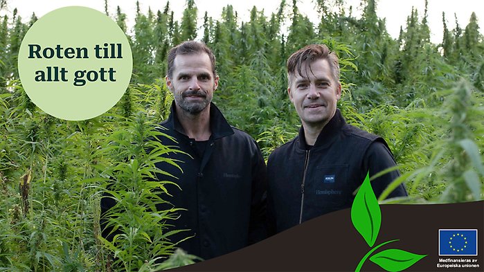 Två personer står i en odling av svensk hampa till mat 