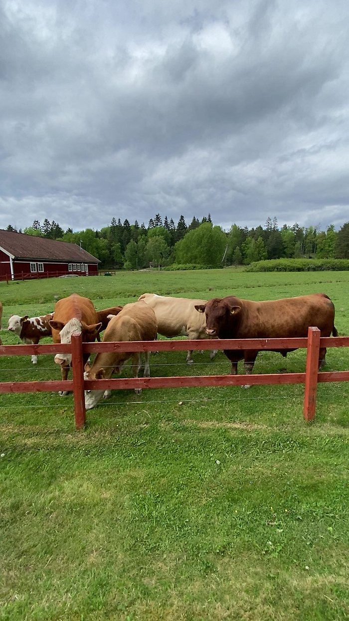 Tjurar ute på bete