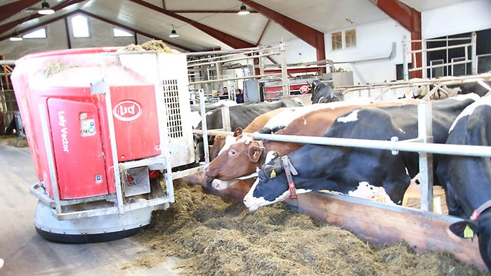 Automatisk utfodring av kor i en ladugård.
