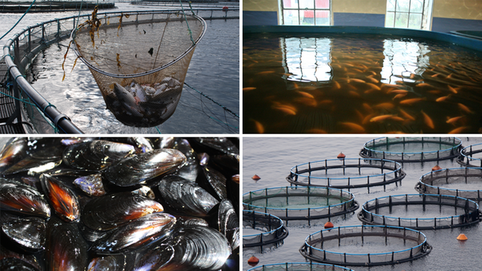 Collage med bilder på vattenbruk i kassar, inomhus och musslor.