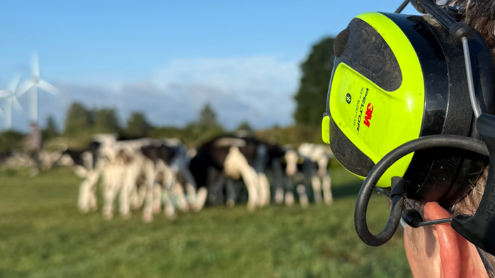 Person med hörselkåpor ser ut över kor i hage