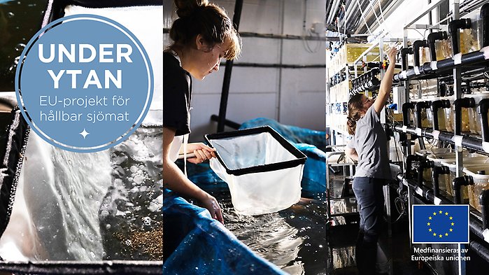 Tre bilder från yngelanläggningen.