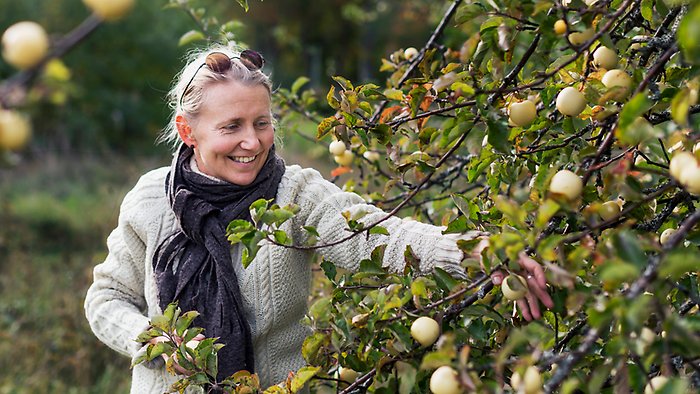En kvinna i en äppelodling, hon står vid ett träd