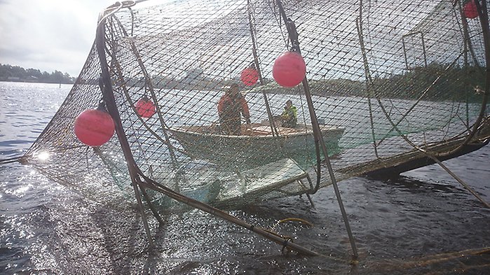 Push-up-fälla vittjas.