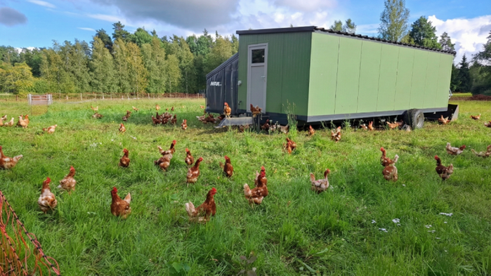 Mobilt hönshus ute på gräsmark med frigående höns