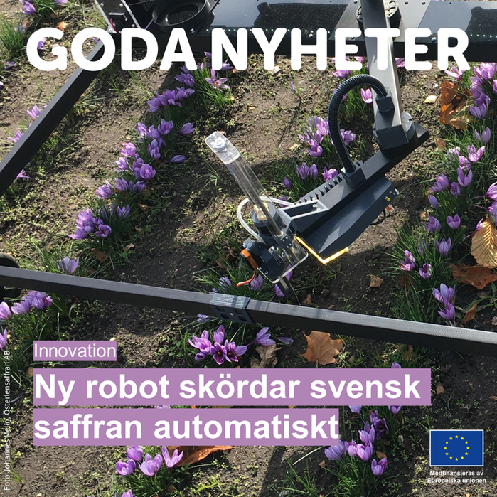 Goda nyheter. Ny robot skördar svensk saffran automatiskt.