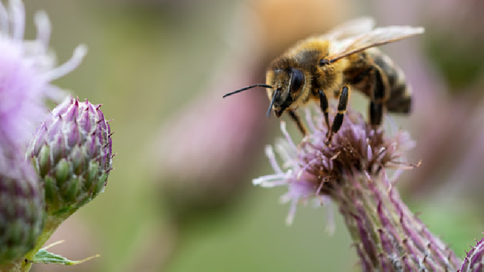 Ett bi landar på en lila tistelblomma