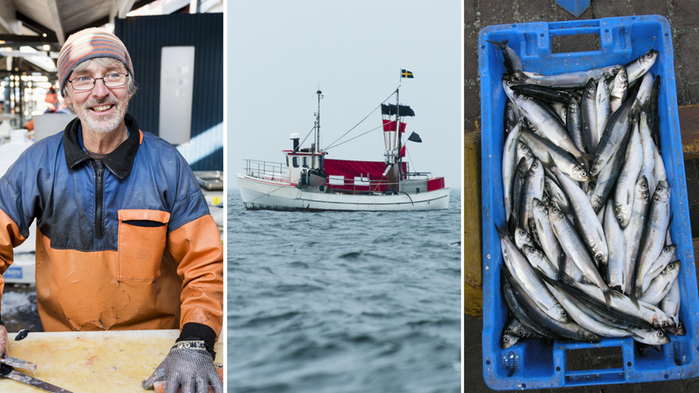 Yrkesfiskare. Fiskebåt. Sill.