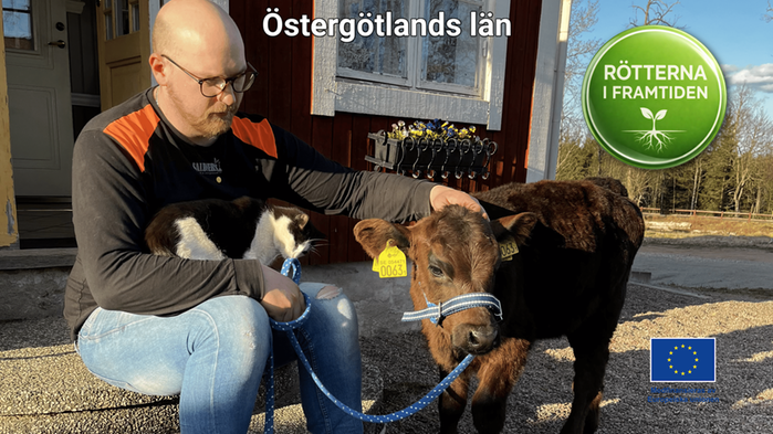Aron Saldner med en kalv i koppel